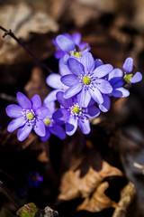 First fresh blue violets in the forest