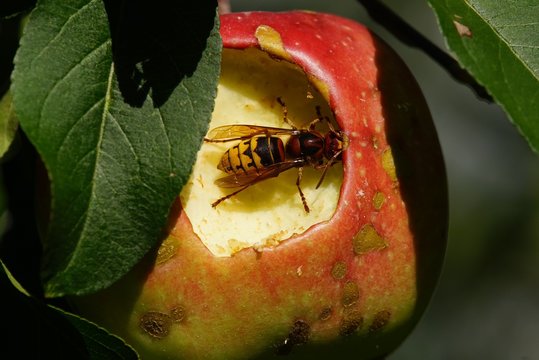 Hornet in a apple tree eats red apple
