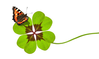 Vierblättriges Kleeblatt mit Schmetterling