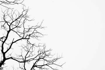 silhouette of a leafless tree isolated on white background - obrazy, fototapety, plakaty