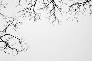 silhouette of a leafless tree isolated on white background