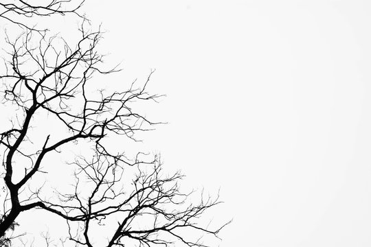 silhouette of a leafless tree isolated on white background