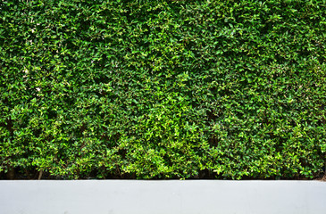Tree wall on beside the Road. vertical garden wall