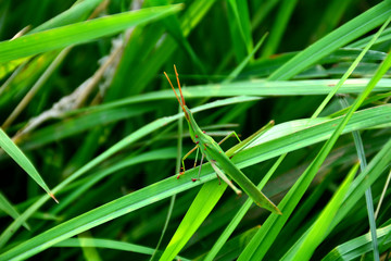 grasshopper sitting on grass