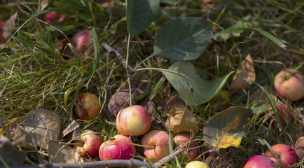 ripe red apples on branches with green leaves
