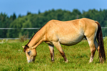 thoroughbred mare in a meadow lonely