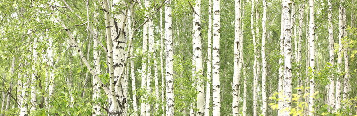 Obraz premium Beautiful birch trees with white birch bark in birch grove