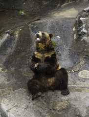 Bear extend its tong in Hokkaido Zoo
