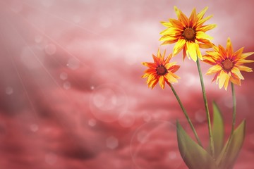 Fototapeta na wymiar Beautiful live exotic gazania with empty on left on colored sky with clouds background. Floral spring or summer flowers concept.