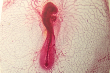 Development of the embryo chicken,The development of the chick on the slide under microscope.