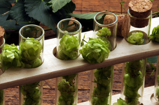 Humulus lupulus Echter Hopfen Luppolo Хмель обыкновенный Chmel otáčivý 
ft81092407 Hop Գայլուկ սովորական 