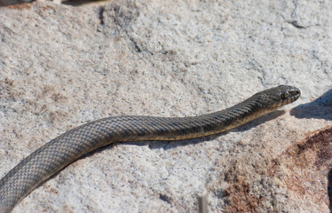 Steppe ratsnake is a species of snake in the family Colubridae