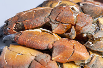 Steamed crab on dish 6