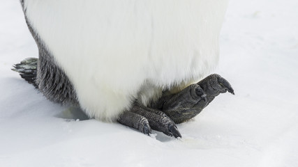 Emeperor Penguin's foot © Roger