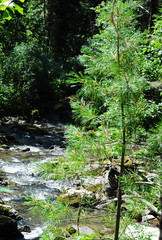 Pine on the shore of the Third River. Mountain Altai. Siberia.