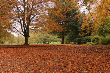 Autumn at Nottingham 2