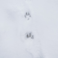 Paw prints in the snow, animal tracks, winter