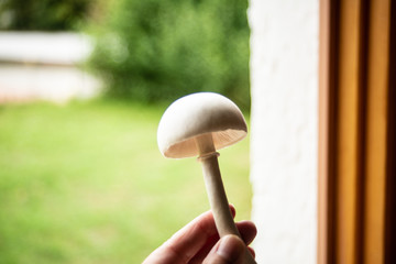 Close up of death cap mushroom