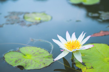 Beautiful white lotus