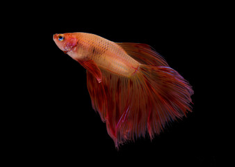 The moving movement of saffron siamese fighting fish