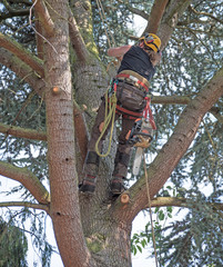 Fototapeta premium Tree surgeon starts a climb up a tree carrying a chainsaw.
