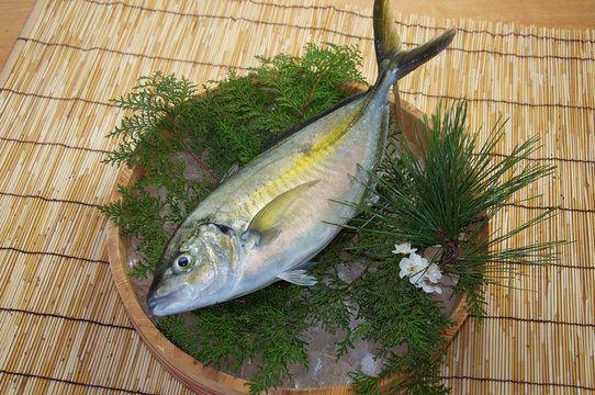 鯵