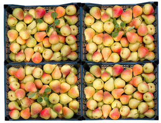 Background of a large number of ripe pears.