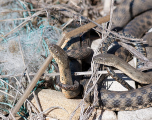Elaphe dione, commonly known as Dione's ratsnake, the steppe ratsnake, or the steppes ratsnake, is a species of snake in the family Colubridae