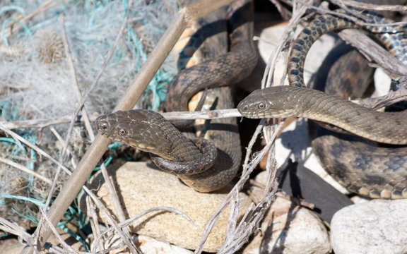 Snakes starts in the spring mating season.Many snakes gathered in the tangle