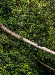 Macacos en la selva, isla de Bali, Indonesia.