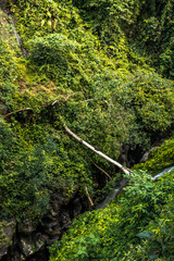 Macacos en la selva, isla de Bali, Indonesia.