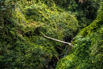 Macacos en la selva, isla de Bali, Indonesia.