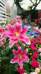 Pink Lily flowers are ideal for lovers. The color of sweet pink It is a pink lily. The perfect expression of love