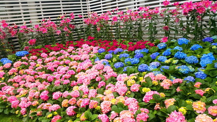 Begonias are tuberous and grow colorful flowers