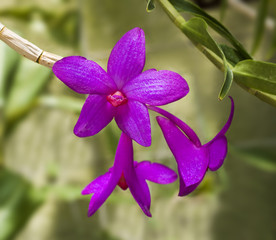 Dendrobium sulawesiense, orchid species, native to Sulawesi region of Indonesia. Botanical Garden,...