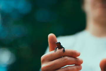 Friendly Newt on child's hand in biology class - green European biodiversity 