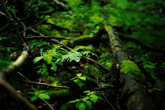 Stiller Wald