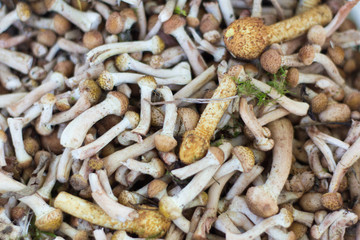 freshly picked small mushrooms,a handful of mushrooms