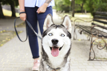Young beautiful curvy woman walking her cute furry siberian husky dog on city streets. Female in blue jeans and white cotton blouse with funny pet sticking tongue out. Background, copy space, close up © Evrymmnt
