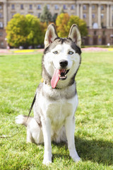 Funny siberian husky dog with pointy ears & long tongue sticking out on a walk. Leashed domestic purebred pet resting on green mawed grass lawn of city central park. Background, copy space, close up.