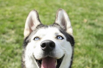 Funny siberian husky dog with pointy ears & long tongue sticking out on a walk. Leashed domestic purebred pet resting on green mawed grass lawn of city central park. Background, copy space, close up.