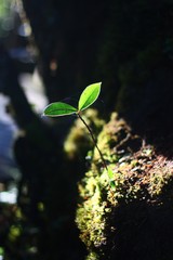 Small germinated tree in the forest show lifes, growing and hope