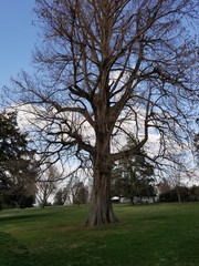 Old Tree