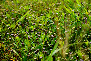 flowers on grass blossoming in farms 
