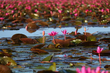 Beautiful pink lotus in the lotus pond