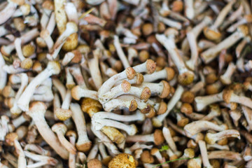 freshly picked small mushrooms,a handful of mushrooms