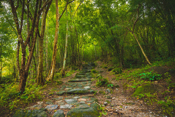 Walk to the jungle tree sky clouds sun