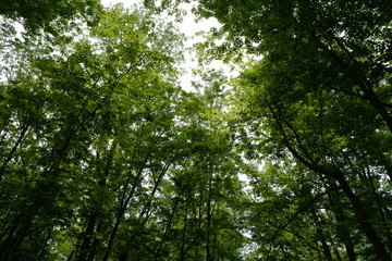 Obraz premium forest