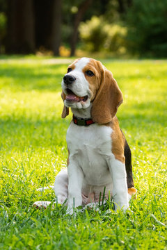 Dog beagle on the grass