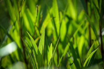 Closeup nature view of green leaf in garden at summer ecology background environment blur light.